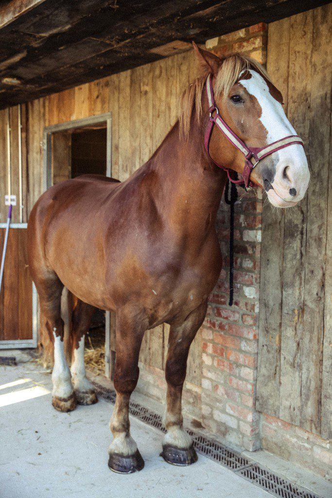 soho farmhouse resident horse